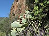 Canaria15_08.JPG