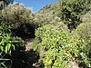 Canaria15_13.JPG