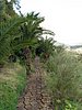 Canaria15_43.JPG
