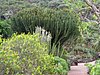 Canaria15_49.JPG