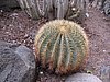 Canaria15_50.JPG