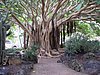 Canaria15_51.JPG