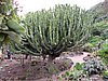 Canaria15_52.JPG