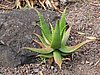 Canaria15_53.JPG