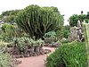 Canaria15_56.JPG