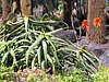Canaria15_58.JPG