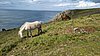 101_150524_Cornwall.jpg