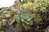 ElHierro160432.JPG