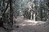 ElHierro160868.JPG