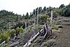 ElHierro160871.JPG