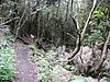 08- im Nebelurwald.JPG