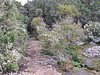 09- im Nebelurwald.JPG