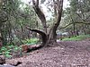 10- Nebelurwald.JPG