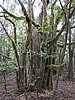 11- Nebelurwald.JPG
