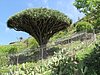 45- Drachenbaum.JPG
