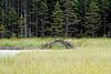 08-25_01- Algonquin Park.JPG