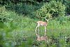 08-26_05- McCrae Lake.JPG
