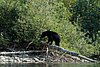 09-03_05- BowronLake.JPG