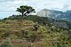 15-11_07-nach Port de Soller.JPG