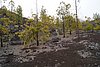 Teneriffa19017.JPG