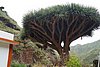 Teneriffa19031.JPG