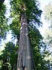 040- im Redwood-NP.JPG